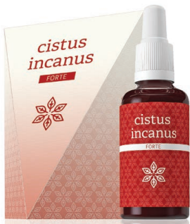 cistus incanus